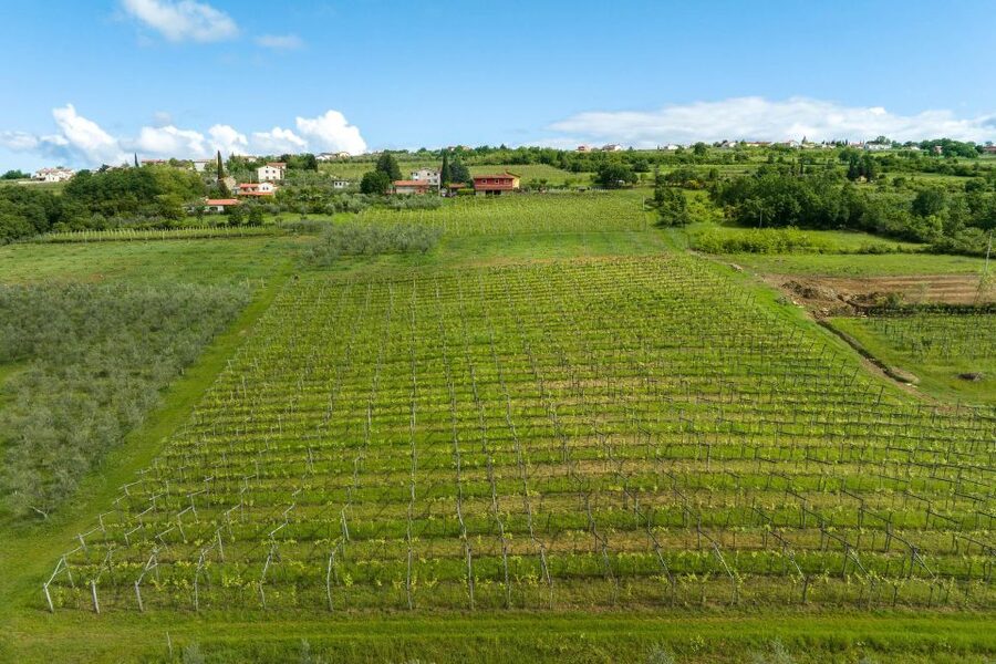 Olive Oil Tasting a Journey of Flavors and Aromas - Marezige, the Land of Refoška
