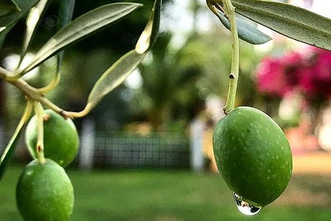 Olive Oil Tasting and Culinary Day Trip in Carmona - Key points at a glance
