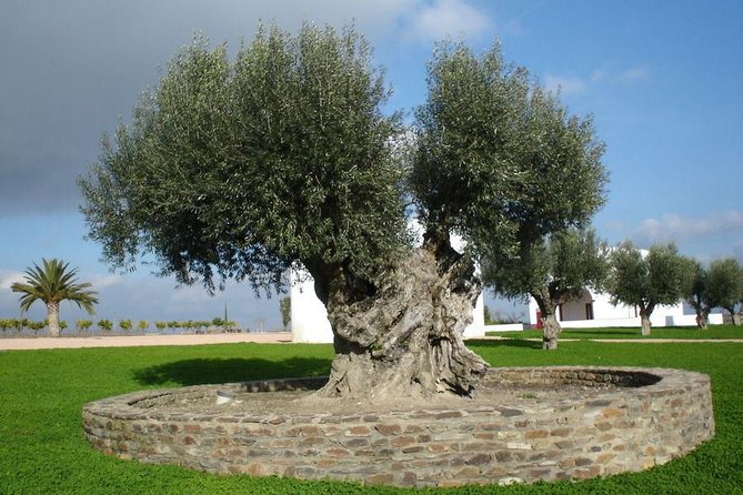 Olive Oil Tasting and Culinary Day Trip in Carmona - Why this day works from Seville