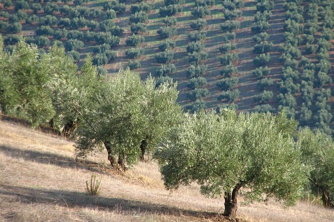 Olive Oil Tasting and Culinary Day Trip in Carmona - A guide can make or break Carmona