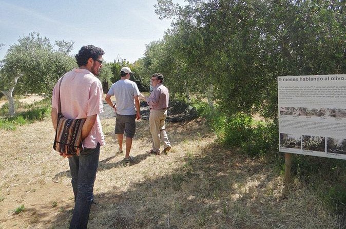 Olive Oil Tasting and Culinary Day Trip in Carmona - Lunch, tapas, and extra costs