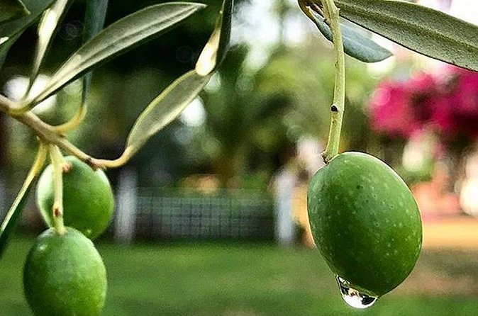 Olive Oil Tasting and Culinary Day Trip in Carmona - Walking, timing, and family details