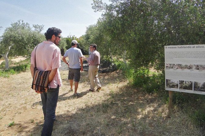 Olive Oil Tasting and Culinary Day Trip in Carmona - Who gets the best value from this trip?