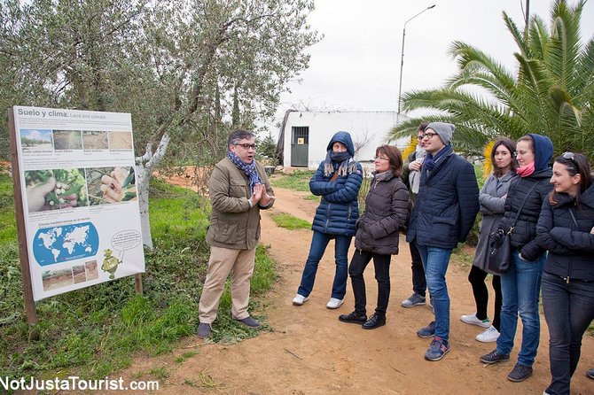 Olive Oil Tasting and Culinary Day Trip in Carmona - The olive oil visit is the main event
