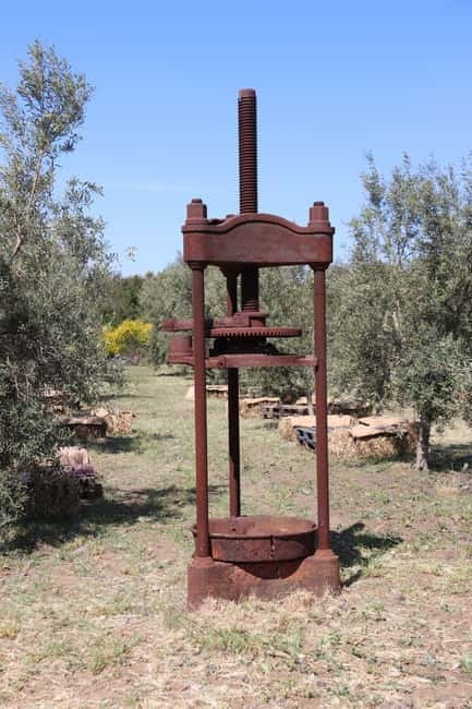 Olive Oil Tasting Experience in Nicolosi - A family story tied to sustainable farming