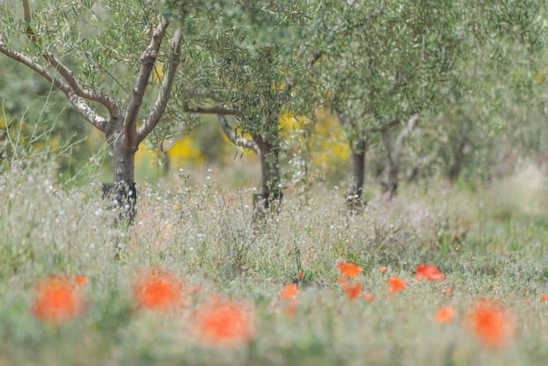 Olive Oil Tasting Experience in Nicolosi - Walking through the vineyard and olive grove