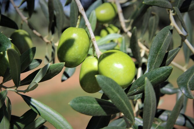 Olive Oil Tasting & Historic Olive Mill Tour in Ragusa area - The family welcome and personal feel