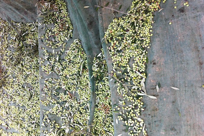 Olive Oil Tasting Tour - A short visit with a lot of flavor