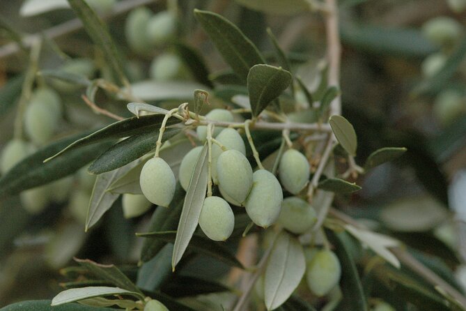 Olive Oil Tasting Tour - Why the private format improves the visit