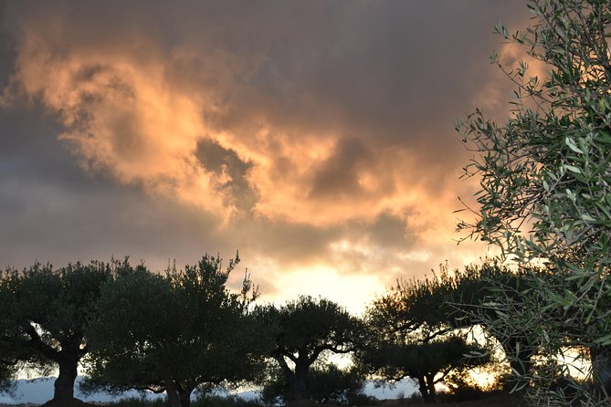 Olive Oil Tasting Tour - Timing, meeting point, and planning your day