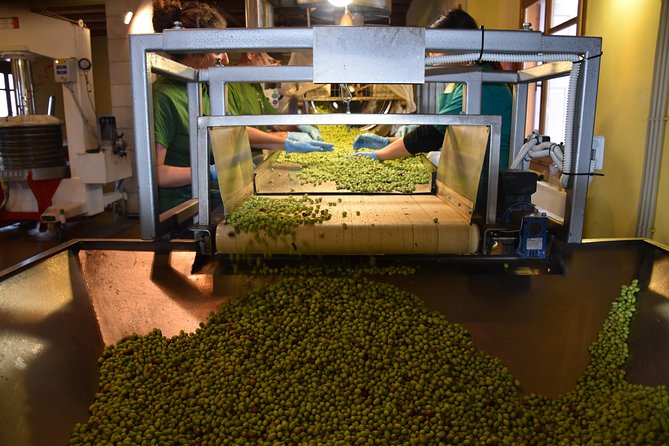Olive Oil Tasting Tour - Starting among the olive trees