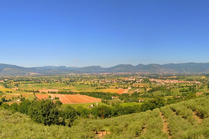 Olive Oil tasting with Olive Mill Tour in Umbria. - A small Umbrian mill with a personal welcome