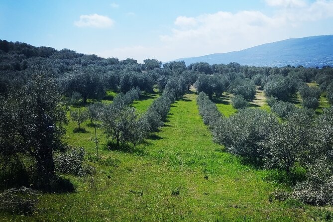 Olive oil tasting with seminar in Metagitsi - Halkidiki - The warm, family-style atmosphere