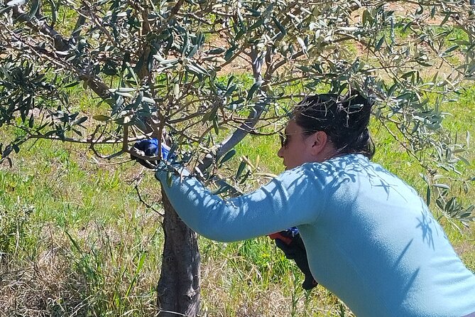 Olive oil tasting with seminar in Metagitsi - Halkidiki - Who will get the most from this experience