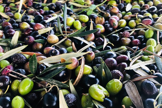 Olive Oil Tour and Tasting in Málaga - Leaving Málaga for Villafranco del Guadalhorce