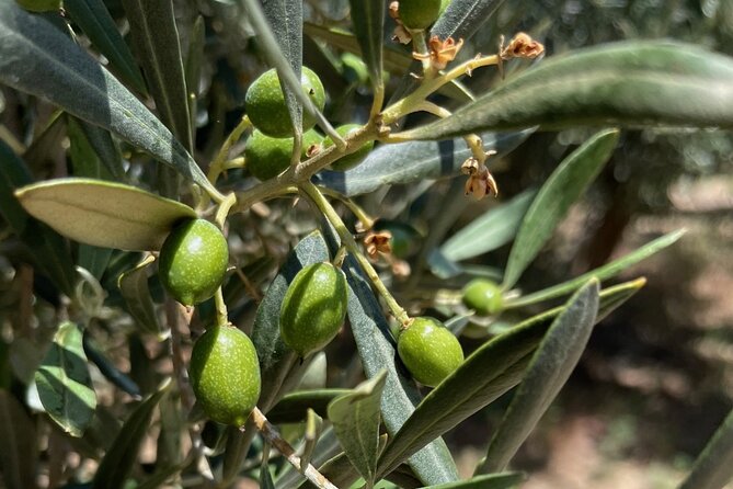 Olive Oil Tour and Tasting in Málaga - Walking through BoriBel’s olive groves
