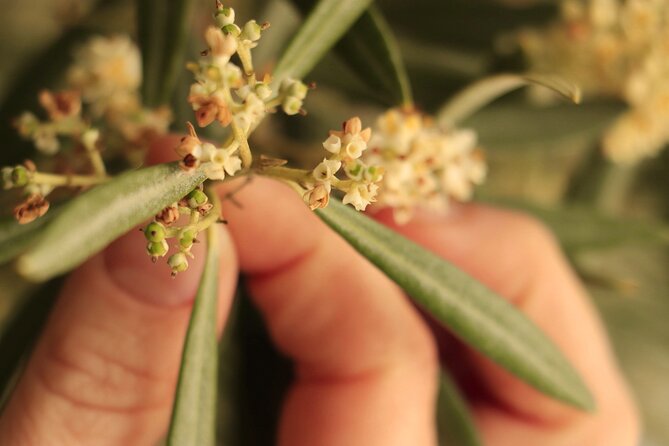 Olive Oil Tour and Tasting in Málaga - From olive oil to a generous local table