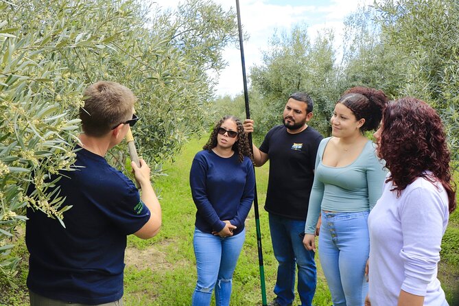 Olive Oil Tour and Tasting in Málaga - Should you book Olive Oil Tour and Tasting in Málaga?
