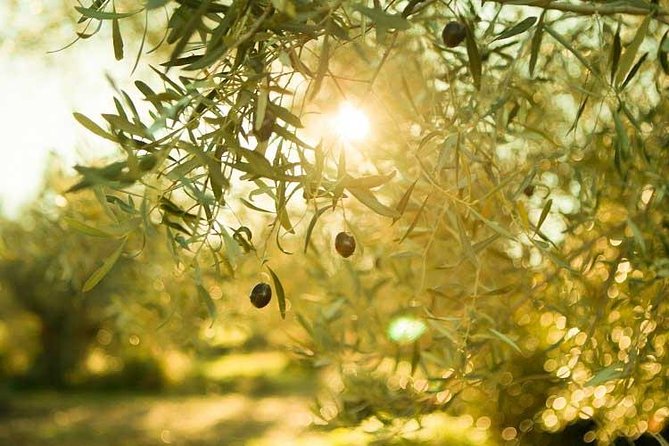 Olive Oil Tour close to Nafplio - Key points to know before booking