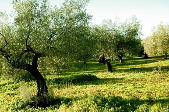 Olive Oil Tour close to Nafplio - Tasting olive oil with Greek table staples