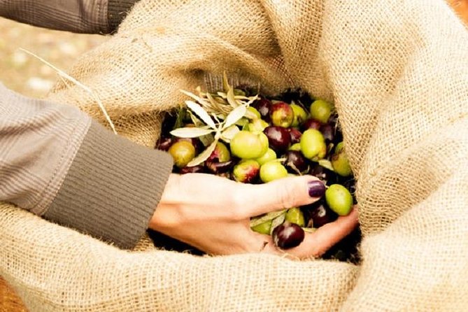 Olive Oil Tour close to Nafplio - Why October through January is the best time