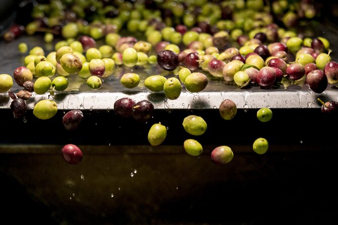 Olive Oil Tour Visit to the oil mill and olive oil tasting - Key points to know before booking