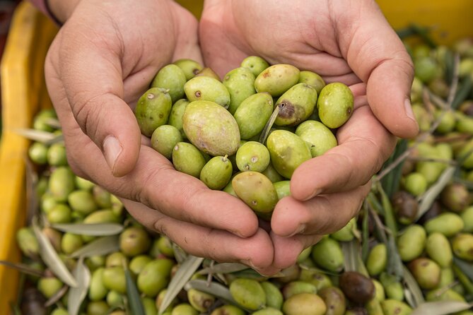 Olive Oil Tour Visit to the oil mill and olive oil tasting - Tasting Sicilian oil with local food