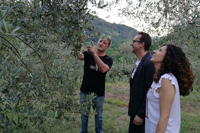 Olive Oil tour with Tuscan dinner - Key points to know before you book