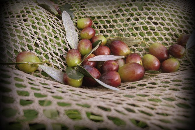 Olive Oil tour with Tuscan dinner - From Montecatini Terme to the Tananei farmhouse