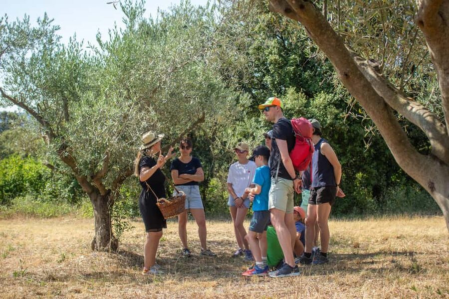 Olive oil: Visit to the olive grove, tasting - Key points to know before you go