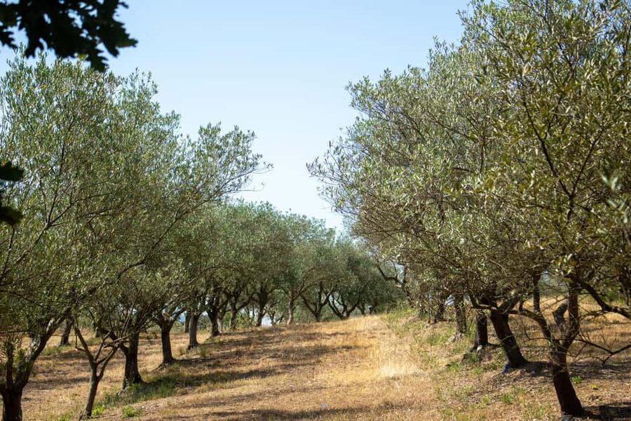 Olive oil: Visit to the olive grove, tasting - Walking into the Ardèche olive grove
