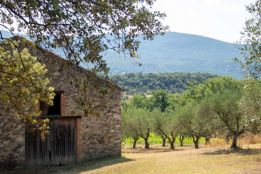 Olive oil: Visit to the olive grove, tasting - Practical tips for a better hour