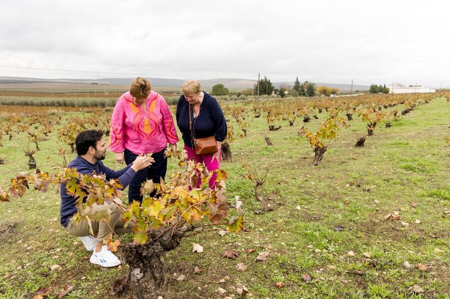 OLIVE OIL & WINE TOUR Organic fields - 5 Wines + 3Olive Oils - Key points at a glance