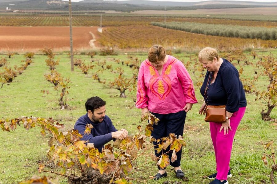 OLIVE OIL & WINE TOUR Organic fields - 5 Wines + 3Olive Oils - Should you book the Mollina wine and olive oil tour?