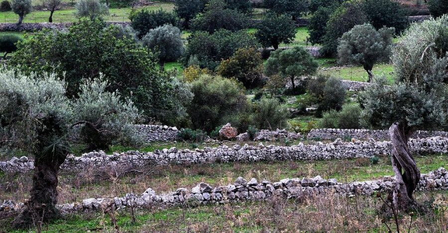 Olive plant and mill visit and tasting - Key points to know before you book