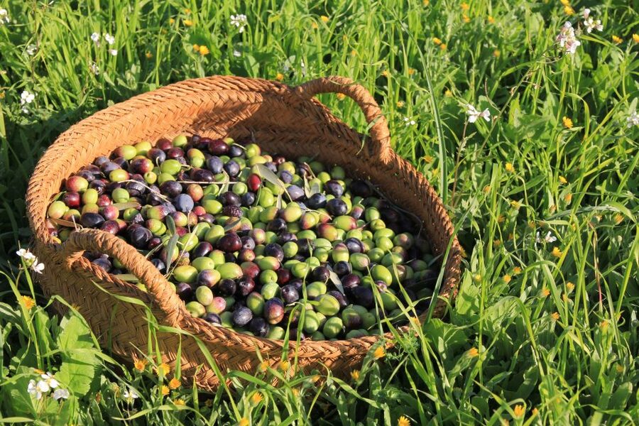 Olive plant and mill visit and tasting - Walking among the olive trees