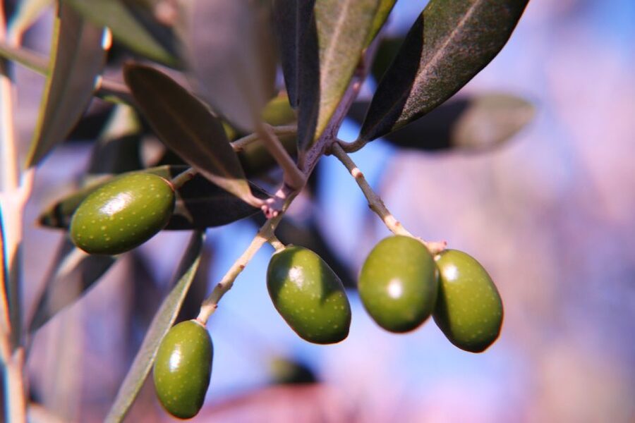 Olive plant and mill visit and tasting - Learning to taste extra virgin olive oil