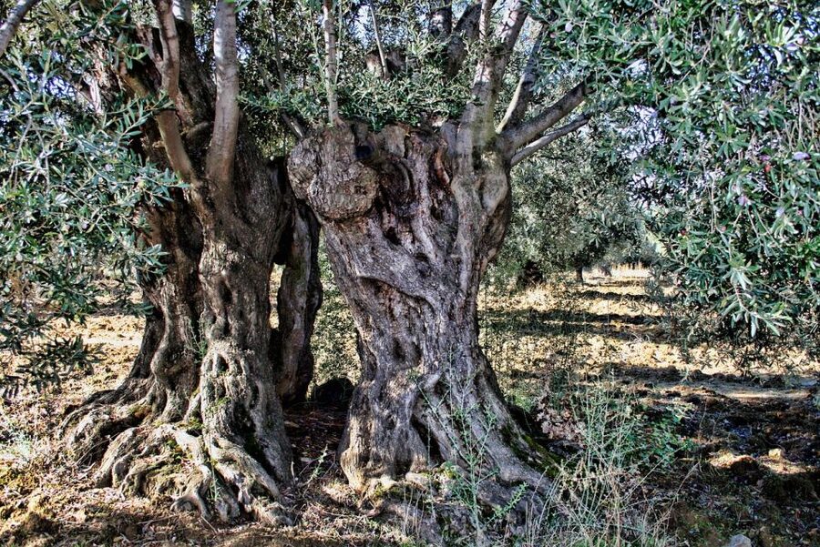 Olive plant and mill visit and tasting - Is $112 a fair price?