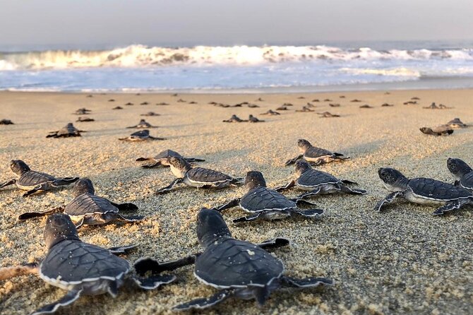 Olive Ridley Turtle Release Experience - Key points to know before booking