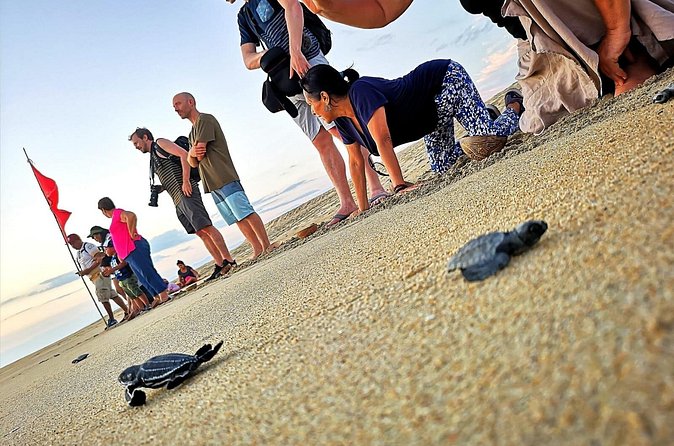 Olive Ridley Turtle Release Experience - Coastal wildlife beyond the turtles