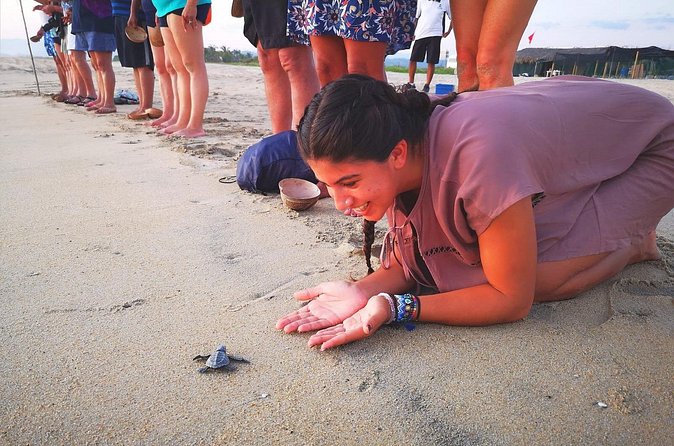 Olive Ridley Turtle Release Experience - English-language support needs a clear check