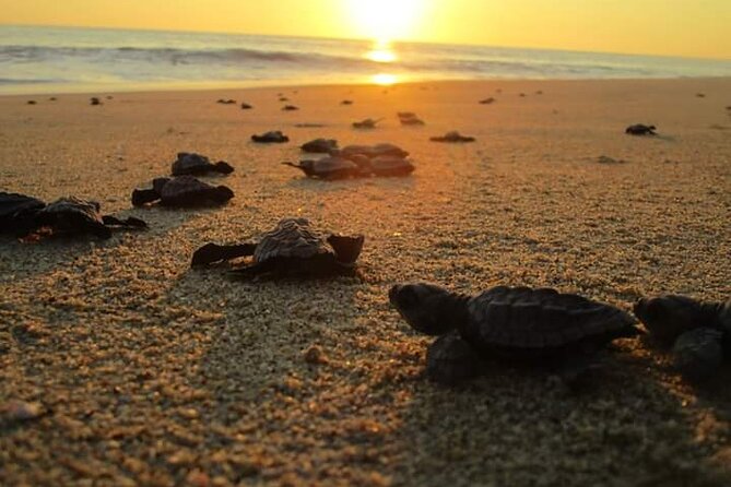 Olive Ridley Turtle Release Experience - A fair price for transport and a real project