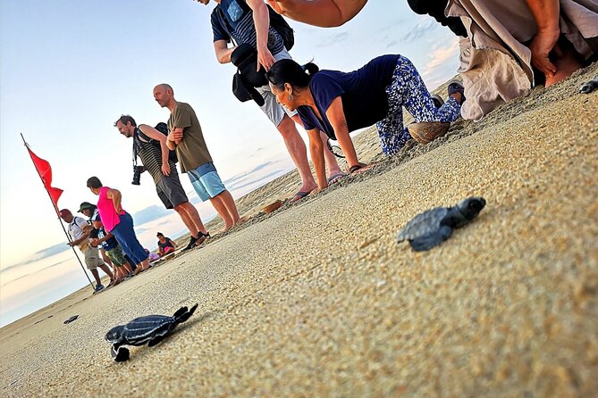 Olive Ridley Turtle Release Experience - Pickup from Puerto Escondido at around 4:00 pm