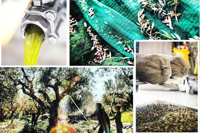 Olive Tour & Tasting - Who will enjoy this most