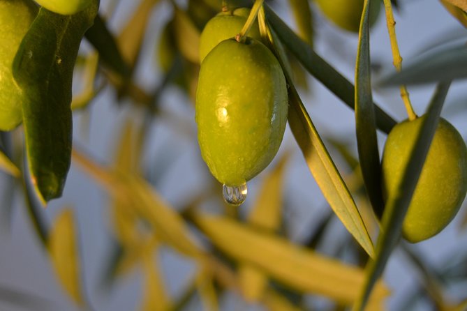 Olympia Shore Ex: Olympic site, Honey Farm & Olive Oil Tasting - What the $119.48 Price Really Buys