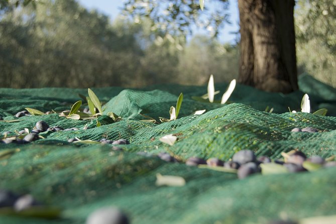 Olympia Shore Ex: Olympic site, Honey Farm & Olive Oil Tasting - FAQ