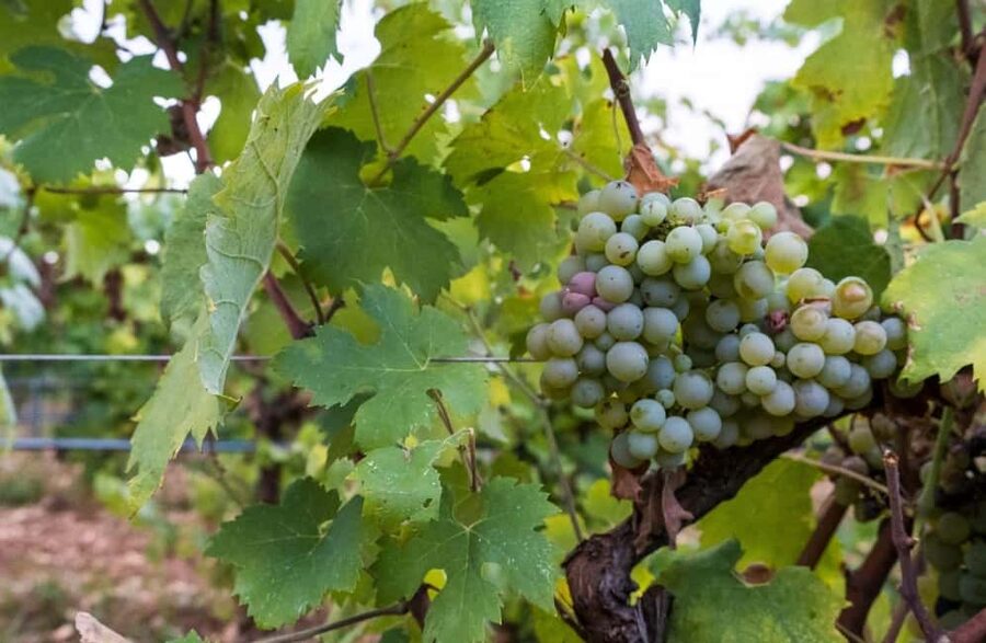 Organic Wine and Olive Oil Tasting Experience near Lecce - Timing, Transport, and Planning Your Visit