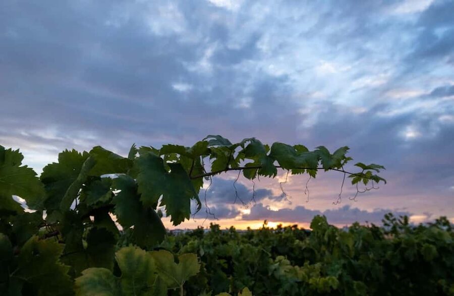 Organic Wine and Olive Oil Tasting Experience near Lecce - Who Will Enjoy This Experience Most?
