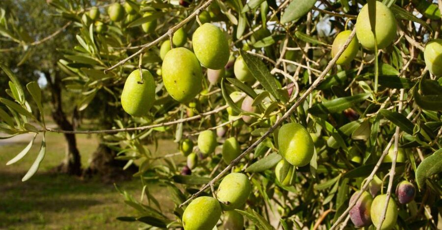 Oristano: Olive Tree Grove Guided Visit with Tasting - Key details of the olive grove visit