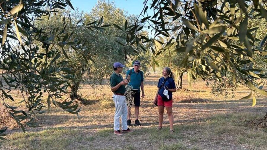 Oristano: Olive Tree Grove Guided Visit with Tasting - FAQ